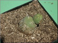 1205 Tephrocactus ferocior M1073 PICT2819M1073